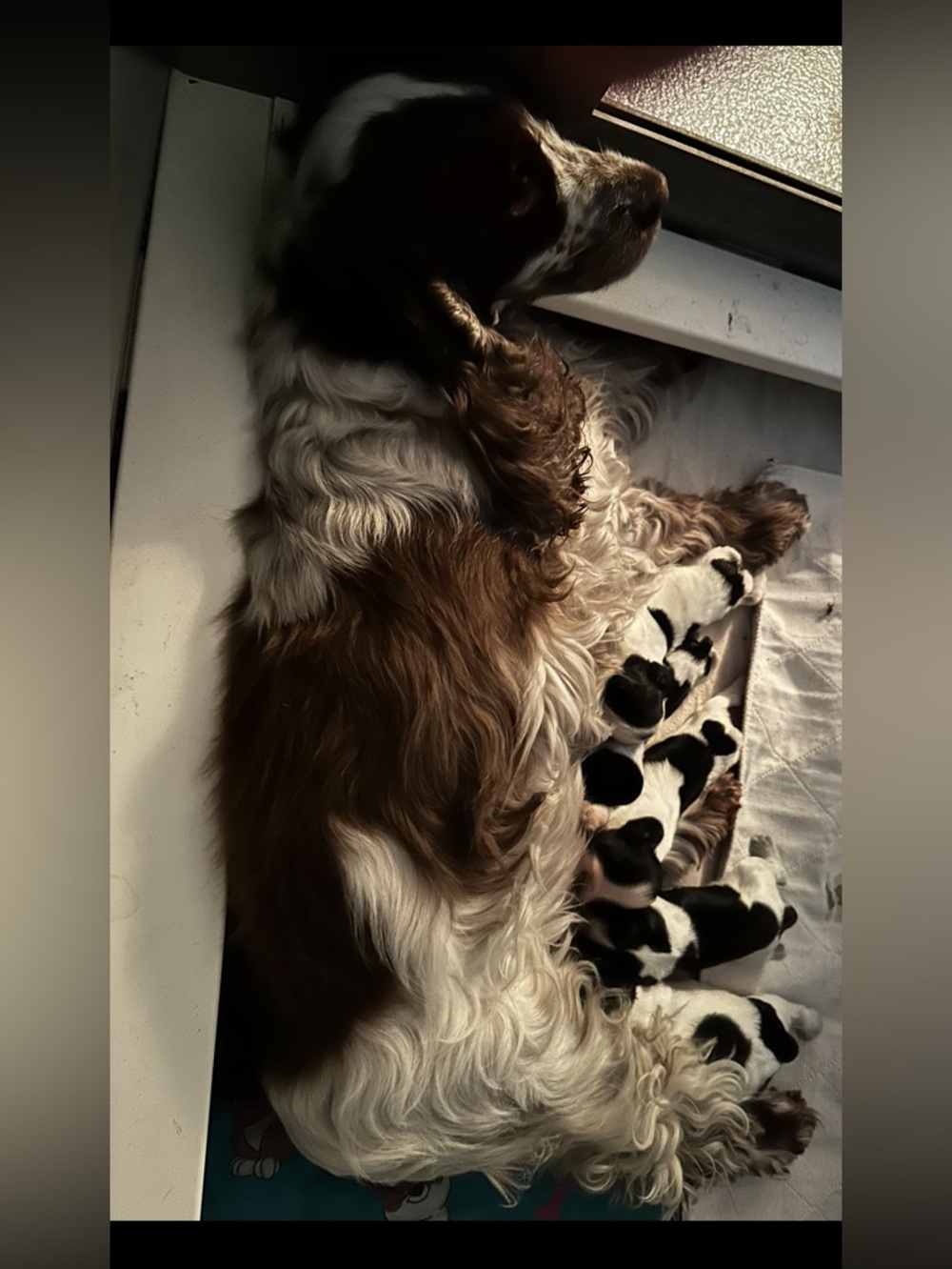 Happy Mother’s day Jubee!! 3 wks/5 puppies (sorry non for sale)